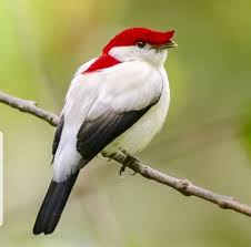 Pin On Pajaros