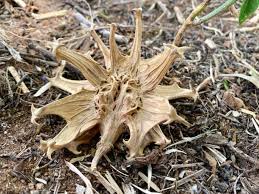 Image result for Harpagophytum procumbens