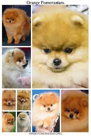 Orange Pomeranians Red And Orange Sable Pomeranians Pomeranian Colors Pomeranian Facts Pomeranian Dog