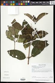 Image result for Melastomastrum segregatum