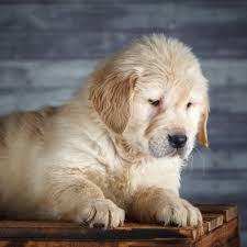 Puppy Contract Health Guarantee