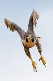Peregrine Falcon Birds Of Prey Animals Photo In Album Photographer A Guest With Images Pet Birds Birds Animals Beautiful