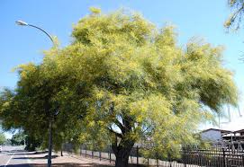 Image result for Parkinsonia aculeata