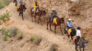 The world famous grand canyon mules! Take A 360 Mule Ride Down The Grand Canyon Youtube