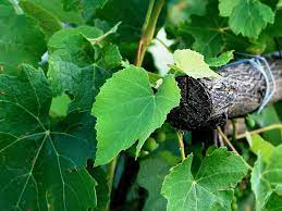 20x18x h9 ca., foglia vite grande cm. Foglie Di Vite In Cucina L Erba Canta