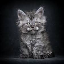 Evde Aslan Beslemeye Yakin Bir His Maine Coon Kedileri Kedilikler