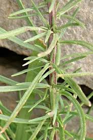 Image result for Hebenstretia angolensis