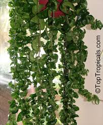 Hoya carnosa 'compacta variegata' has twisted, waxy leaves edged with pink and white variegation. Hoya Carnosa Compacta Hindu Rope Krinkle Kurls Toptropicals Com