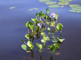 Image result for Pontederiaceae