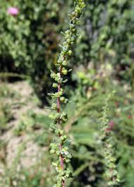 Image result for Suaeda plumosa