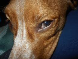 Your cat has the third eyelid in the inner corner of the eye. Why Is My Dog S Third Eyelid Showing Pethelpful By Fellow Animal Lovers And Experts