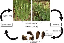 Image result for Lycopodium