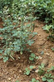 Image result for Cleome gynandra