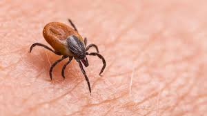 It needs to attach itself very firmly so that it can't be easily dislodged. What Are Tick Bite Symptoms Measures To Be Taken Against Tick Bites