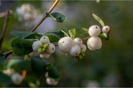 I was a sword when i reincarnated japanese; How To Grow And Care For Snowberry Plant Symphoricarpos Albus Florgeous