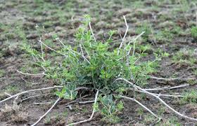 Image result for Commicarpus