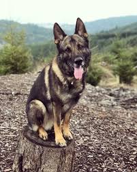 Oregonforestdog Cutepets Cute Pets Babblepets Cute Animals Pets Gsd