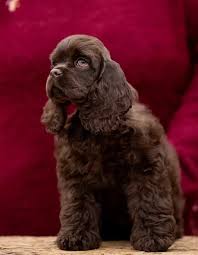 Кокер-спаниель: Грация и Груминг – все о волшебном английском друге - V.O.G  DOG