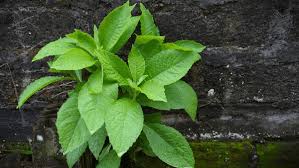 Image result for Blumea