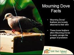 Wild Birds Unlimited Mourning Dove Nesting Facts And Figures Mourning Dove Nest Mourning Dove Dove Nest