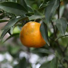 All green stocks all kinds of trees, ready to be planted in your garden. Fruit Trees Melbourne The Tree Shop