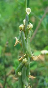 Image result for Crotalaria andromedifolia