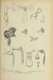 Image result for Cheirostylis lepida