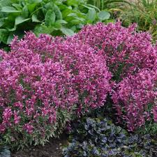 This new genus for the proven winners perennial collection is appropriately named 'miss piggy'! 20 Pink Perennials Walters Gardens Inc