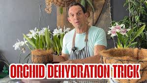 Image result for Mystacidium venosum