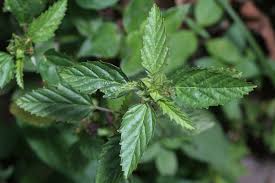 Image result for Malvastrum coromandelianum