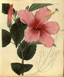 Image result for Hibiscus ludwigii