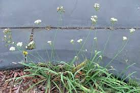 Image result for Nothoscordum borbonicum