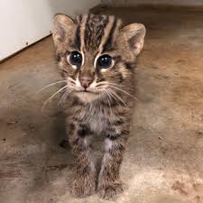 No account needed, updated constantly! Watch Now 2 Month Old Fishing Cats Now Have Names The Greensboro Science Center Announces Local News Journalnow Com