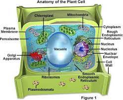 Molecular Expressions Cell Biology Plant Cell Structure Plant Cell Plant Cell Structure Eukaryotic Cell