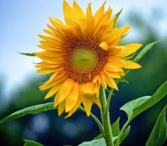 Sunflowers: The Facts, Meanings and Myths | Interflora Ireland