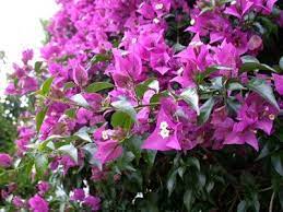 Bougainvillea Glabra Bougainvillea Ev Bitkileri Bi Tki