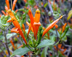 Image result for Justicia australis