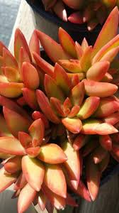 Know the names of 17 best flowering succulents that you can grow indoors and outdoors for their with large flower heads, it blooms in abundance in the stunning shade of white and orange. 9 Outstanding Orange Succulents Sublime Succulents