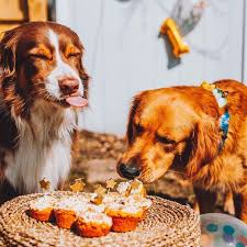 Keto bread machine recipe yeast #ketobreadwholefoods in 2020 | easy keto bread recipe, keto. Login Instagram Dog Food Recipes Make Dog Food Natural Dog Food
