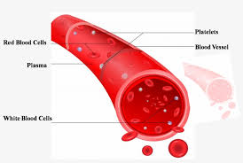 Explain the structure of arteries, veins, and capillaries, and how blood flows through the body. Types Of Blood Vessels And Their Further Classifications Labeled Diagram Of A Red Blood Cell Transparent Png 1432x875 Free Download On Nicepng