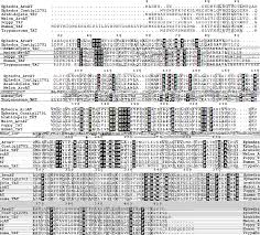 Functional Genomic Investigation Of Aromatic Aminotransferases Involved In Ephedrine Alkaloid Biosynthesis In Ephedra Sinica Stapf Semantic Scholar