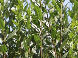 Liguster schneiden, forsythie schneiden sehen sie hier, wie sie am besten. Schwarzgruner Liguster Atrovirens Ligustrum Vulgare Atrovirens Baumschule Horstmann