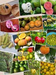 Guyana Favorites Fruits Caribbean Recipes Guyanese Recipes Guyanese