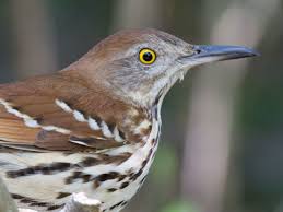 Brown Bird With Black And White Wings Uk North Carolina Mountain Birds Brown Thrasher Brown Thrasher Thrasher Bird Birds Voice