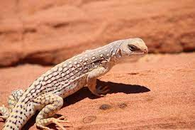 Desert Iguanas