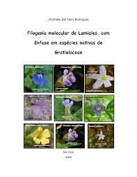 Image result for Stemodiopsis buchananii