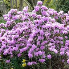 P J M Rhododendron Garden Shrubs Flower Landscape Plants