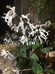 Image result for Plectranthus verticillatus