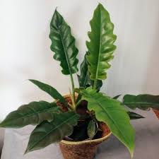 Maybe you would like to learn more about one of these? Jungle Boogie Philo House Plant In Emporia Ks Riverside Garden Florist