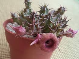 Image result for Huernia verekeri
